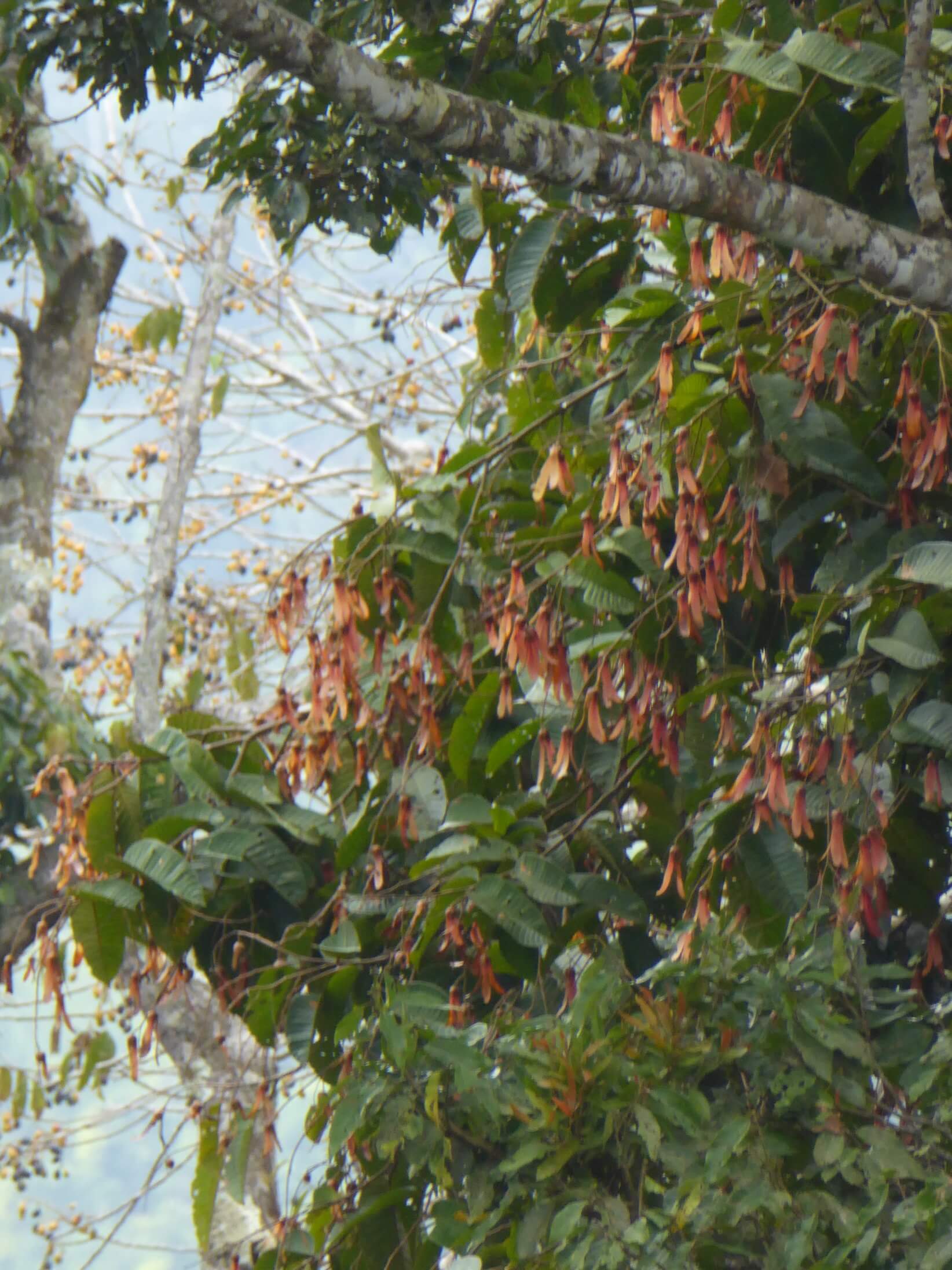 Native Tree Planting Indigenous People Driving Restoration of Ancestral Rainforest and ...