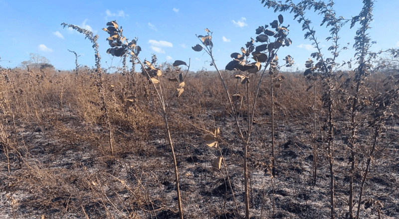 Featured Image for “Yucatán Restoration von schweren Waldbränden betroffen”
