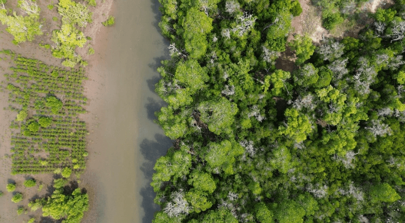 Featured image for “How Mangrove Restoration Can Transform Landscapes and Society”
