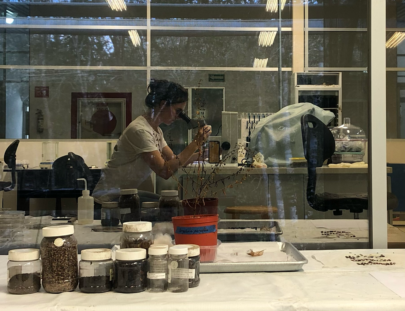 Featured image for “From Field to Forest: How Dr. Anna Gee’s Research is Shaping Restoration in Yucatán”