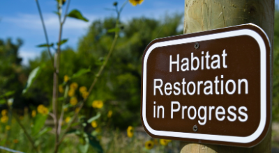 Featured image for “Inside Plant-for-the-Planet’s Advisory Service: Where Technical Expertise Meets the Heart of Restoration”