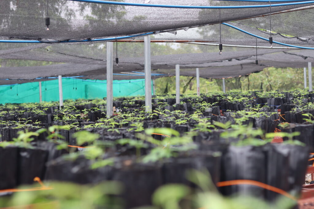 Baumschule Ghana, Renaturierung 