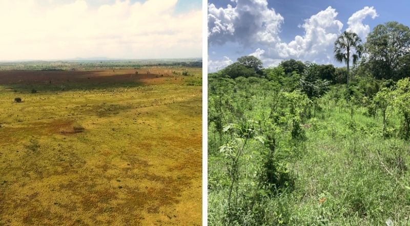 Featured Image for “Mit jedem Schokoriegel Regenwälder schützen: Der neue Gute Riegel von Plant-for-the-Planet”