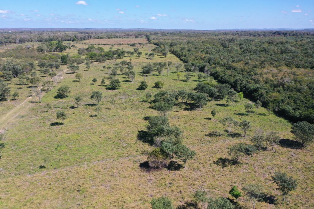 Eine konventionelle Viehweide aus der Vogelperspektive