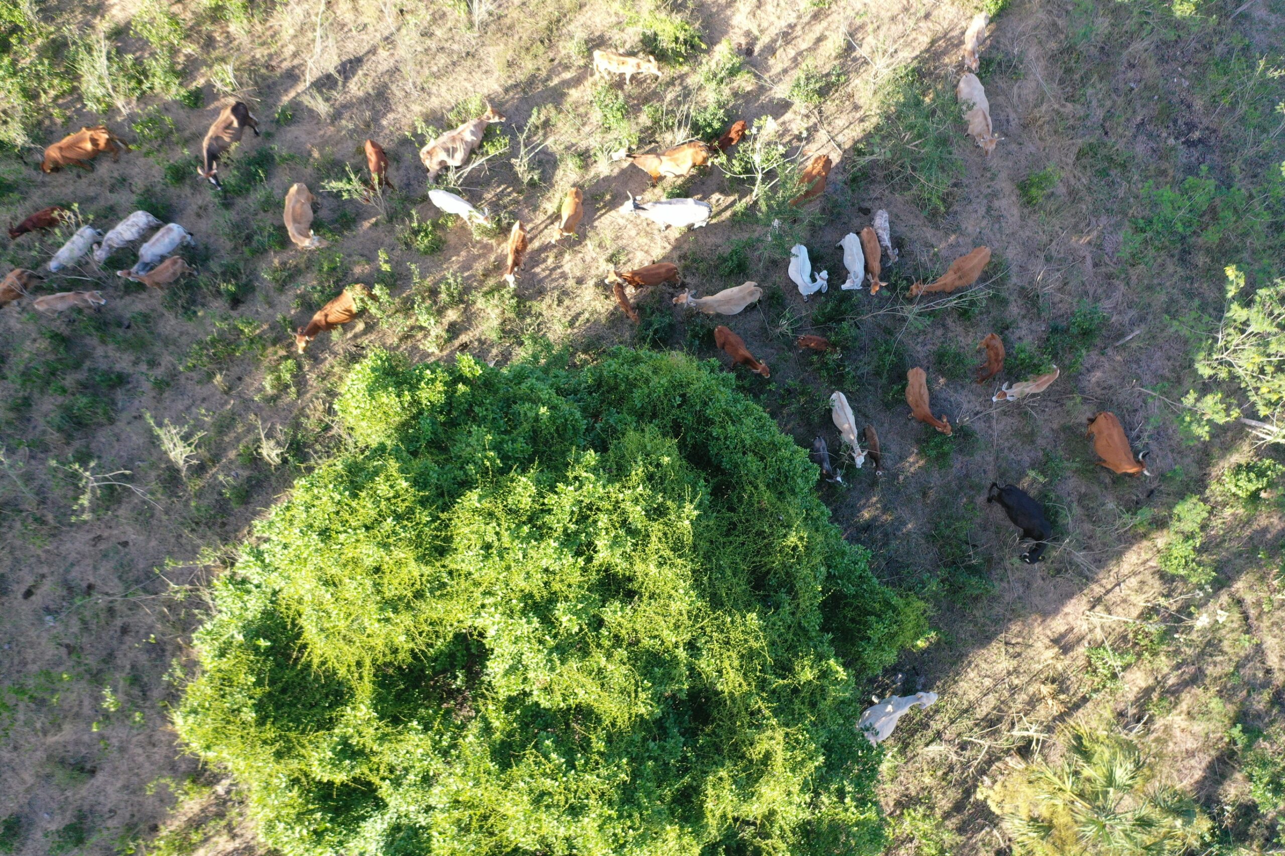 Featured image for “Weidewälder: Wie nachhaltige Rinderhaltung den Regenwald schützen kann”