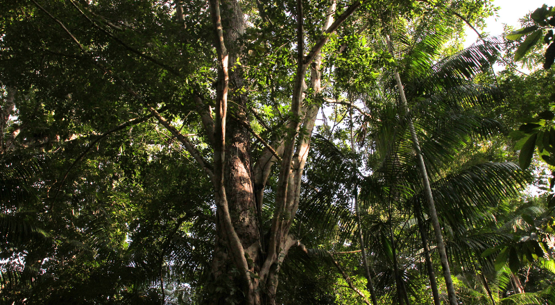 Featured image for “Merz und Lula auf der Hannover Messe: Brasilien will Deutschland um höhere Investitionen in den Tropenwaldfonds bitten”
