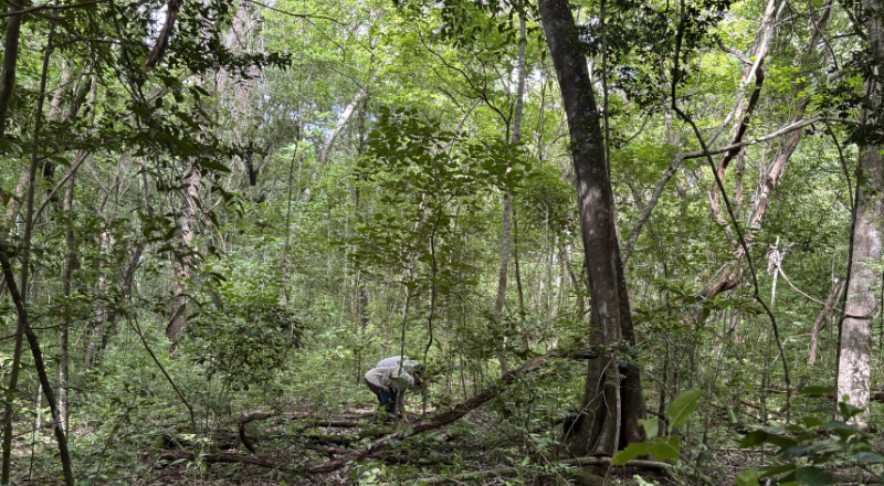 Featured image for “Was ist die EUDR? – Die EU-Verordnung zur Bekämpfung der Entwaldung erklärt”