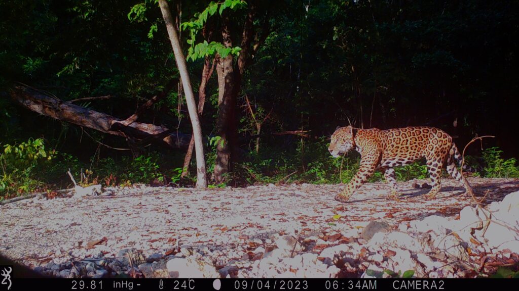 Aufnahme einer Wildkamera, die einen Jaguar zeigt, der seitlich durchs Bild geht.