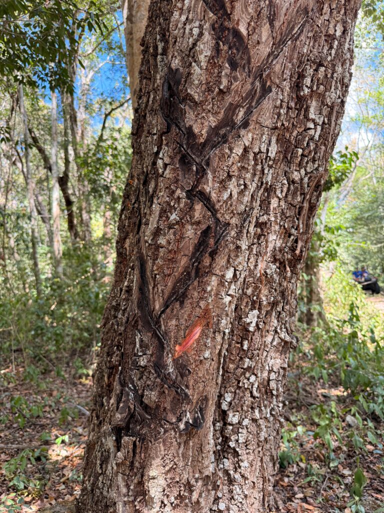 Typische Einschnitte an einem Kautschuk Baum