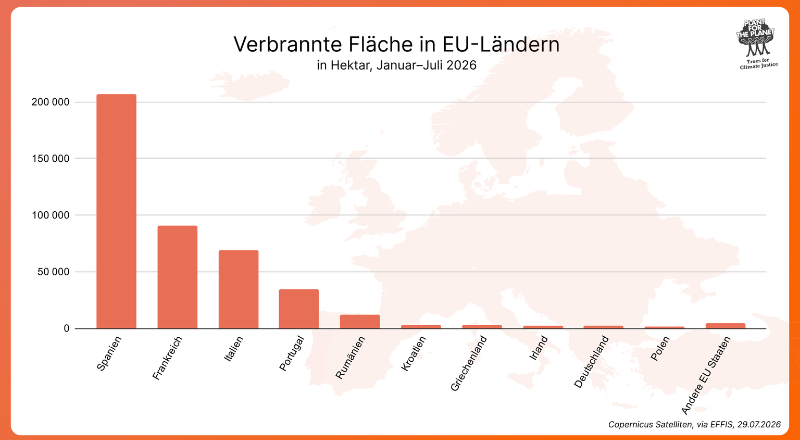 Featured image for “Nach den Waldbränden in Europa: Wie die Wiederherstellung von Wäldern gelingt”
