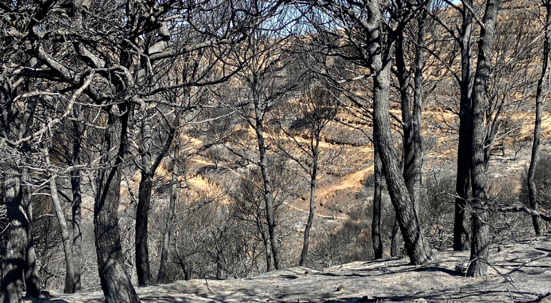 Featured image for “Wildfires, Climate Crisis and Forest Restoration: What Happens After the Fire?”