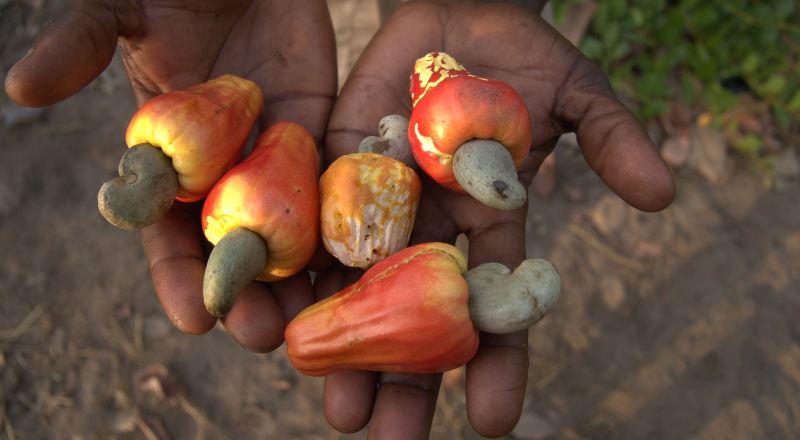 Featured image for “Restoring Landscapes: The Power of Agroforestry in Ghana”