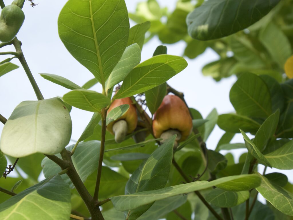 Cashew Tree, growing Cashew, Plant-for-Ghana.
