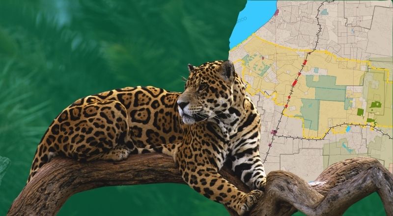 Featured Image for “Balam Beh in Mexiko: Warum der Jaguar einen Korridor braucht”