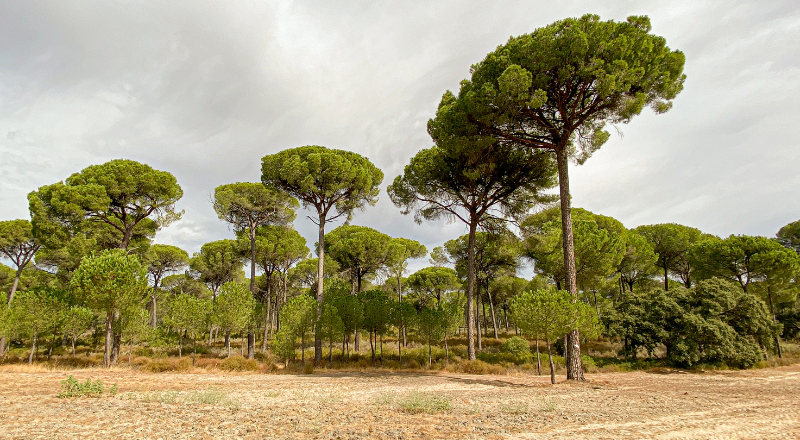 Featured image for “Restoration in Spain: Bringing Nature Back to Life”
