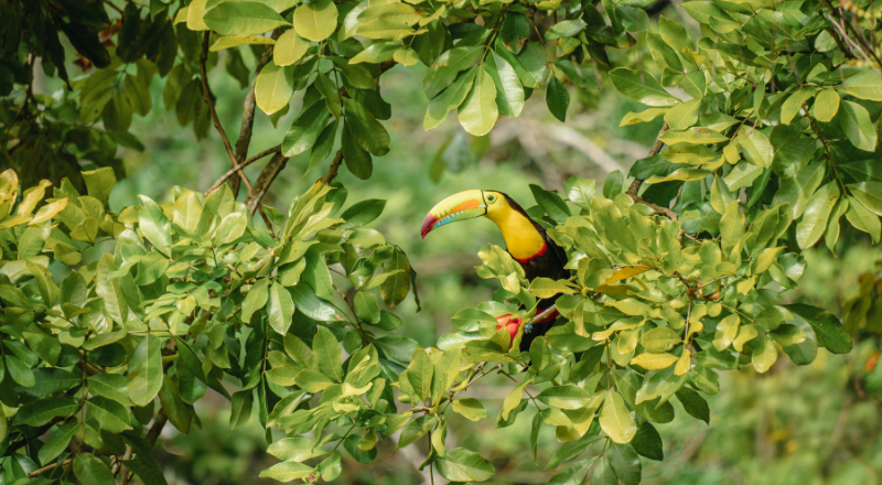 Featured Image for “CBD COP17 Explained: What the UN Biodiversity Summit Means for Nature”